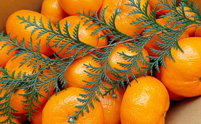 こたつみかん　約10kg（サイズいろいろ・詰め合わせ）【配達不可地域あり】