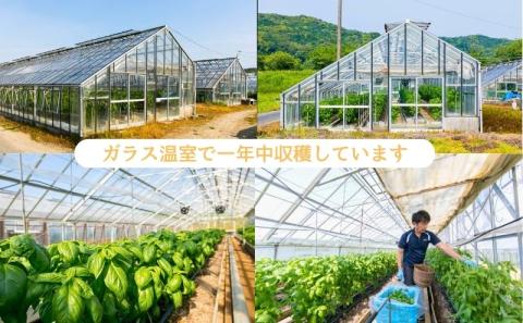 	 温室野菜 sano 　生バジルソース 料理 イタリア料理 新鮮 香り 温室栽培 無添加 おすすめ 人気 厳選 袋井市