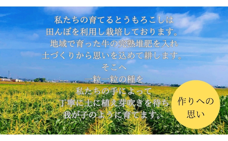 【先行予約】⾄極の⽢さと果汁 白いとうもろこし おすすめ コーン トウモロコシ 採れたて 新鮮 健康 ヘルシー 人気 厳選 袋井市