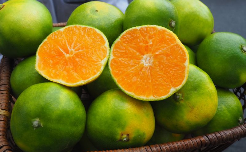 青みかん 5kg　2025年9月から順次発送 青みかん ミカン 果物 フルーツ 冬 蜜柑 静岡 袋井市 果物類 柑橘 柑橘類 デザート 食後 おやつ