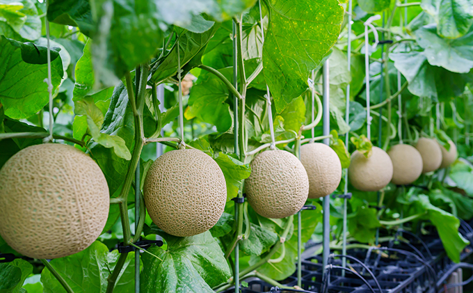 ドクターメロン 低カリウムで腎臓疾患の方も食べやすい（6月・7月お届け）健康 ヘルシー ギフト 贈り物 フルーツ 人気 厳選 袋井市