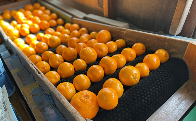 こたつみかん　はるみ約5kg（サイズいろいろ・詰め合わせ）【配達不可地域あり】 果物 柑橘 フルーツ 冬 冬の味覚 大粒 果肉 果汁 たっぷり 種 少なめ デザート 静岡県産 産地直送