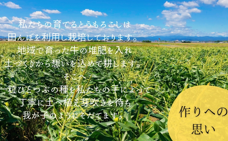 【先行予約】数量限定！リピーター続出！！とうもろこし★甘々娘★ おすすめ コーン トウモロコシ かんかんむすめ 採れたて 新鮮 野菜 健康 ヘルシー 人気 厳選 袋井市 フルーツコーン 静岡県