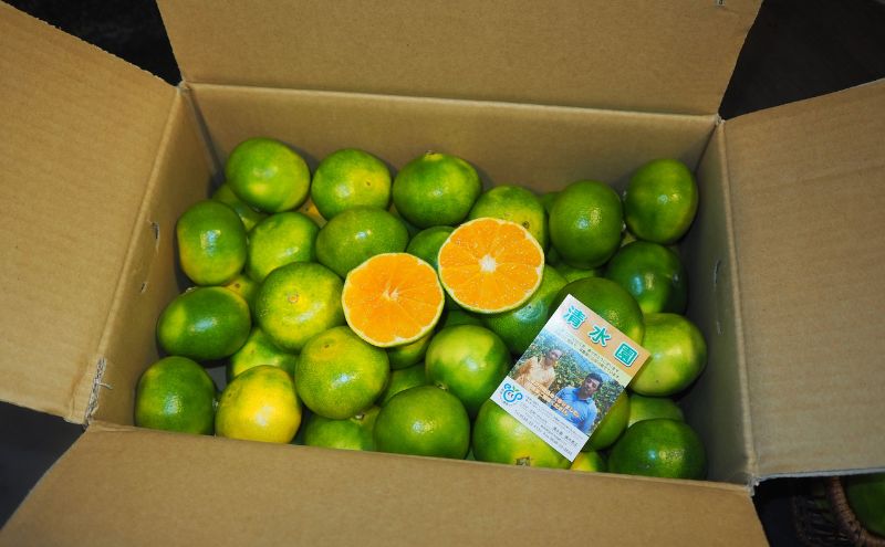 青みかん 5kg　2025年9月から順次発送 青みかん ミカン 果物 フルーツ 冬 蜜柑 静岡 袋井市 果物類 柑橘 柑橘類 デザート 食後 おやつ