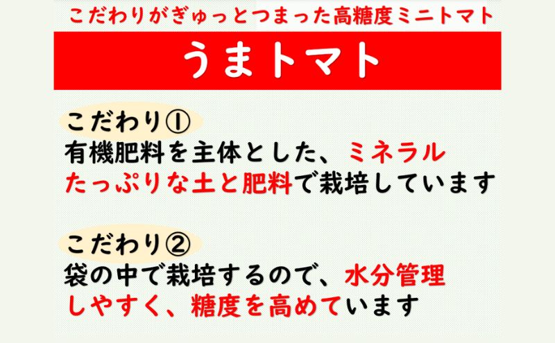 【2025年5月中旬より順次発送】うまトマト 1kg 野菜 甘さ 酸味 糖度８度以上 高糖度 ミニトマト お弁当 サラダ おやつ 濃厚 付け合わせ 緑黄色野菜 赤い野菜