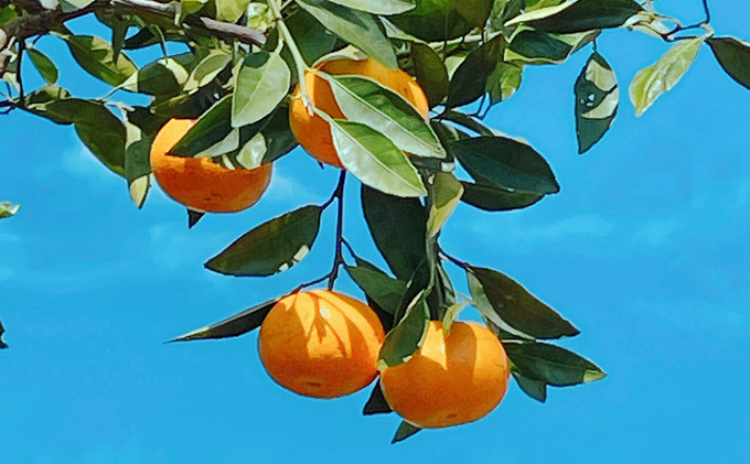 こたつみかん　約10kg（サイズいろいろ・詰め合わせ）【配達不可地域あり】