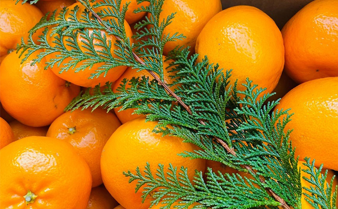 こたつみかん　約10kg（サイズいろいろ・ワケあり品）【配達不可地域あり】 果物 柑橘 フルーツ 冬 冬の味覚 デザート おやつ 温州みかん 甘味 酸味 バランス 産地直送 静岡県産