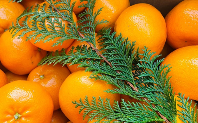 こたつみかん　はるみ約5kg（サイズいろいろ・詰め合わせ）【配達不可地域あり】 果物 柑橘 フルーツ 冬 冬の味覚 大粒 果肉 果汁 たっぷり 種 少なめ デザート 静岡県産 産地直送