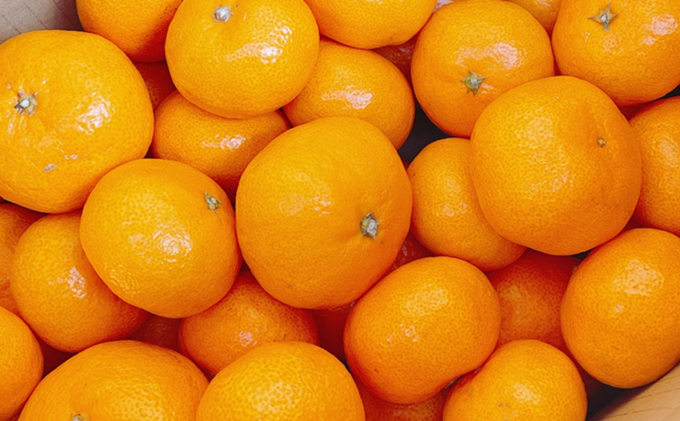 こたつみかん　静岡セット（お茶とみかん約5kg）【配達不可地域あり】