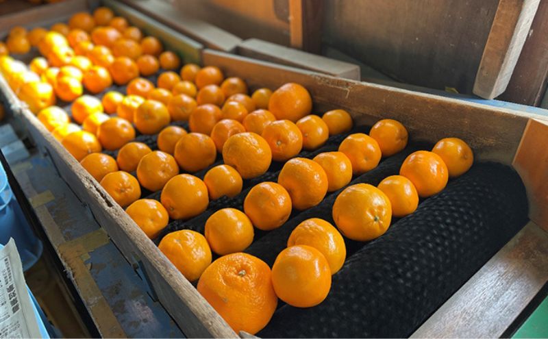 こたつみかん　約5kg（サイズいろいろ・ワケあり品）【配達不可地域あり】 果物類 柑橘類