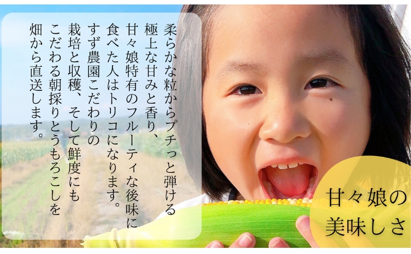 【先行予約】数量限定！リピーター続出！！とうもろこし★甘々娘★ おすすめ コーン トウモロコシ かんかんむすめ 採れたて 新鮮 野菜 健康 ヘルシー 人気 厳選 袋井市 フルーツコーン 静岡県