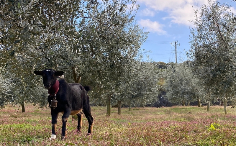 静岡県産オリーブオイル（100ml） 調味料 食用油 植物オイル 食卓 エキストラバージン 爽やかな香り ドレッシング