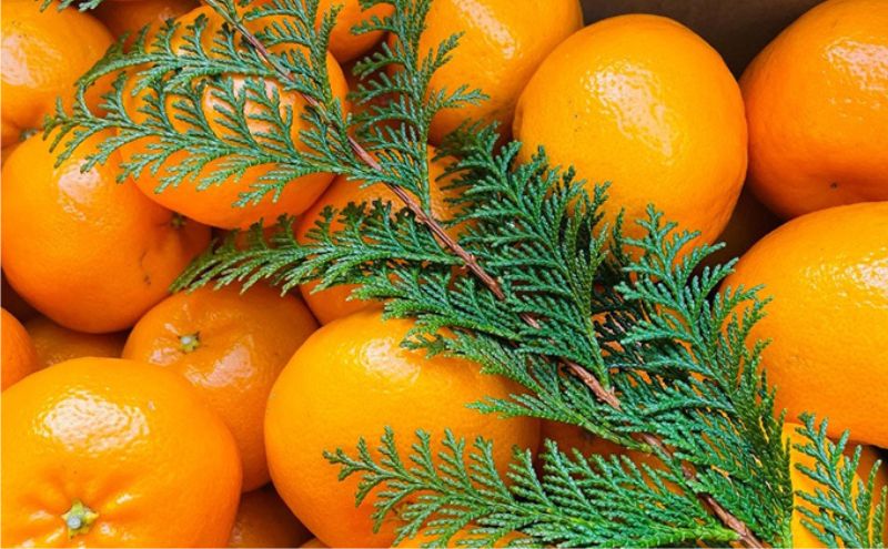 こたつみかん　約5kg（サイズいろいろ・詰め合わせ）【配達不可地域あり】 果物類 柑橘類