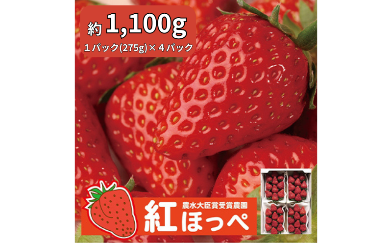 【配達地域限定】農水大臣賞受賞農園からお届け イチゴ・紅ほっぺ 4パック  配送:2026年2月上旬頃より順次発送 果物類 いちご 苺