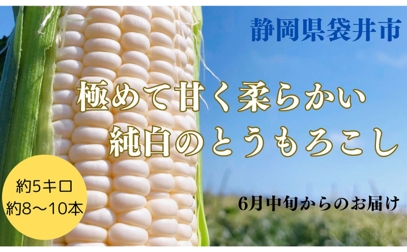 【先行予約】⾄極の⽢さと果汁 白いとうもろこし おすすめ コーン トウモロコシ 採れたて 新鮮 健康 ヘルシー 人気 厳選 袋井市