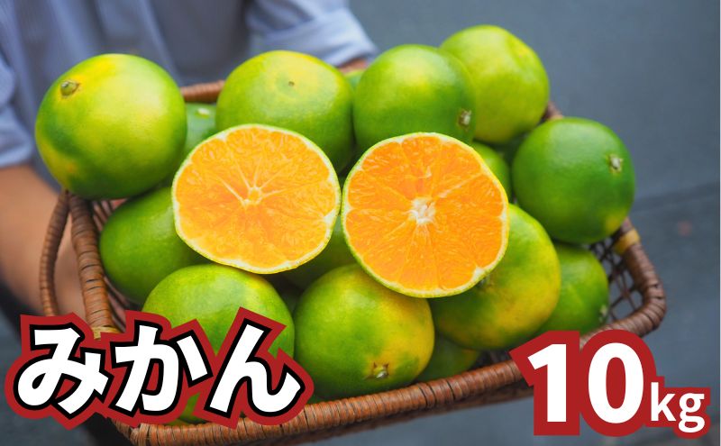 青みかん 10kg   2025年9月頃から順次発送 青みかん ミカン 果物 フルーツ 冬 蜜柑 静岡 袋井市 果物類 柑橘 柑橘類 デザート 食後 おやつ