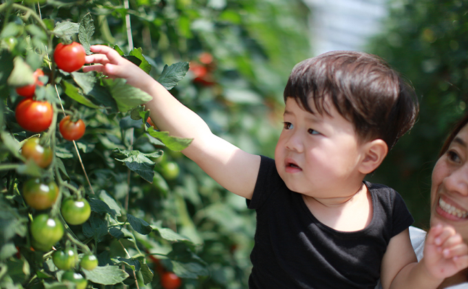 【12ヶ月定期便】機能性表示食品 Hapitoma ハピトマ 糖度7（1kg）健康 ヘルシー GABA リコピン 人気 厳選 袋井市