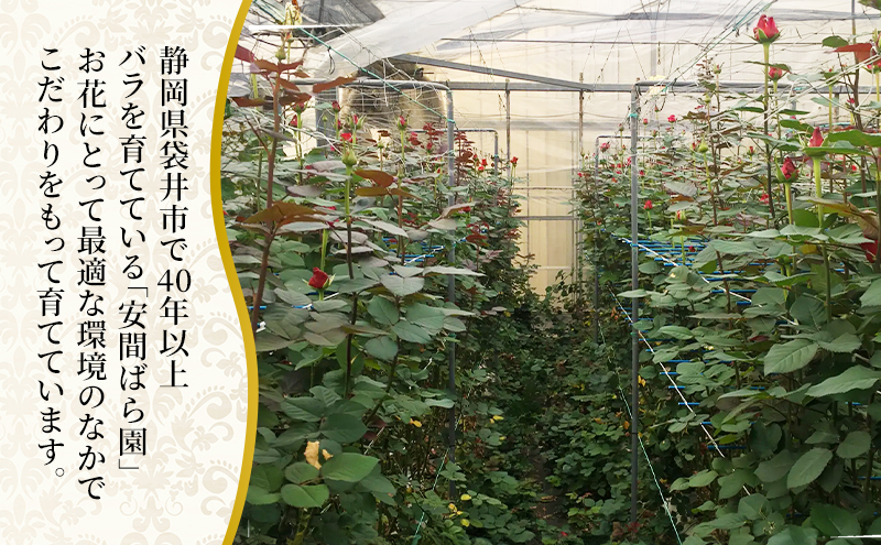 【2026年9月中旬から順次発送】安間ばら園 こだわりの バラ おまかせ詰め合わせ約30本入 クール便 花 ギフト 誕生日 記念日 花束 プレゼント バラ フラワーギフト