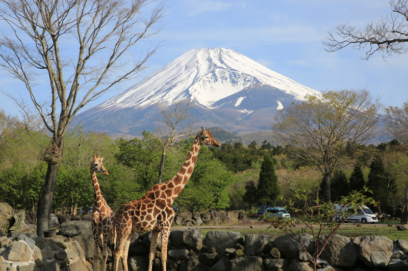 富士サファリパーク入園券 大人2枚 サファリパーク 動物園 動物 餌やり えさやり ふれあい 子供 こども 家族 お出かけ スポット 裾野市 裾野