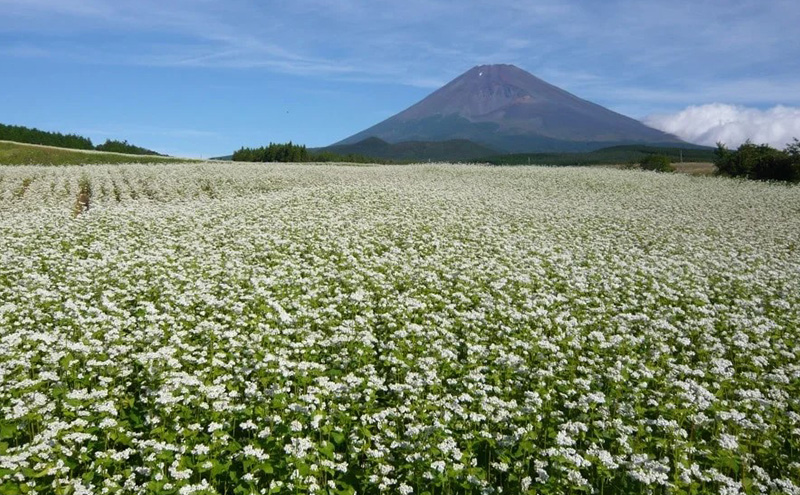 あしたか山麓裾野そば（乾麺 200g×5袋）