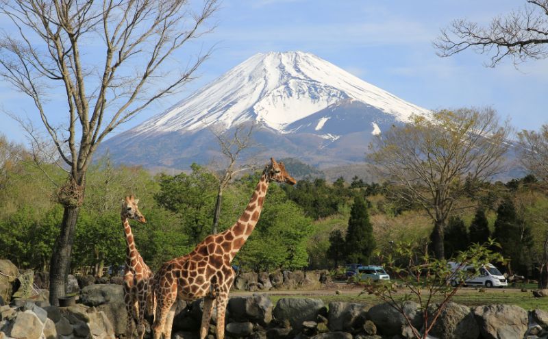 富士サファリパーク入園券 【大人2枚、小人3枚】 サファリパーク 動物園 動物 餌やり えさやり ふれあい 子供 こども 家族 お出かけ スポット 裾野市 裾野