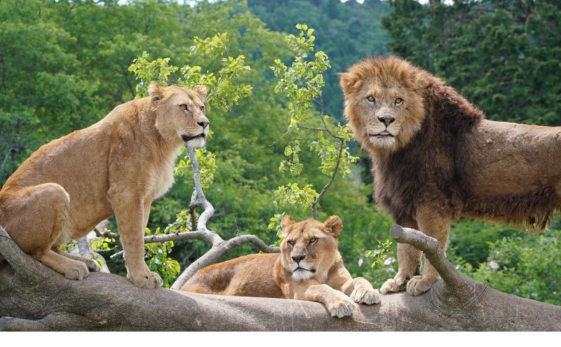 入園券 静岡 富士サファリパーク 大人 2枚 小人 2枚 動物園 富士 サファリパーク 動物 体験 体験チケット チケット 券 子供 家族 お出かけ スポット 旅行 静岡県 裾野 裾野市