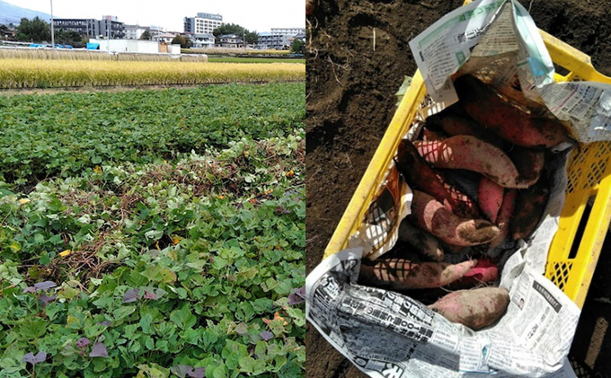 本格芋焼酎　歩 ayumi　化粧箱入