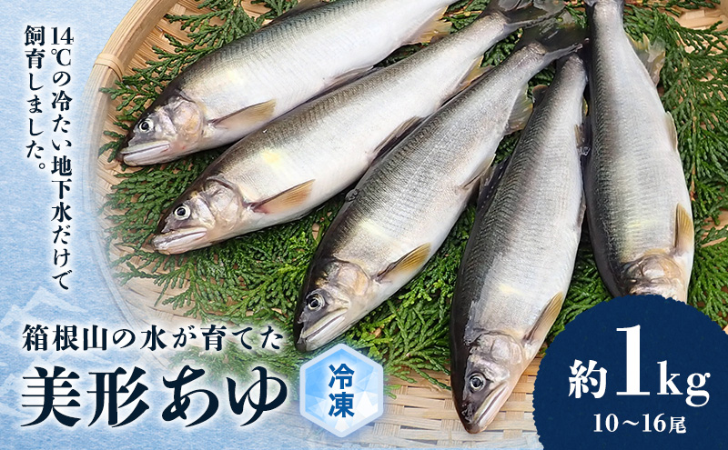 鮎 箱根の水が育てた 美形 あゆ 約1kg 10～16尾 魚 魚介 魚介類 鮮魚 川魚 生魚 塩焼き 冷凍 冷凍配送 静岡 静岡県 裾野 裾野市