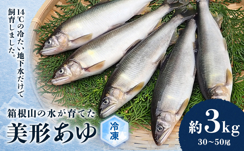 鮎 箱根の水が育てた 美形 あゆ 約3kg 30～50尾 魚 魚介 魚介類 鮮魚 川魚 生魚 塩焼き 冷凍 冷凍配送 静岡 静岡県 裾野 裾野市