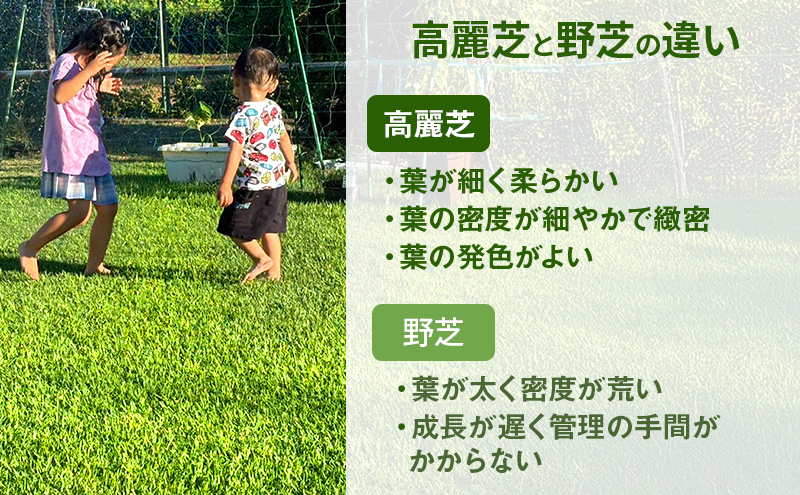 裾野芝（野芝）１0ロール（10m2）単位　芝 芝生 ガーデニング DIY 庭 天然 天然芝 最高級 裾野市 静岡県