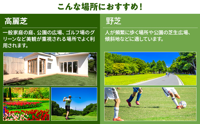 裾野芝（野芝）１0ロール（10m2）単位　芝 芝生 ガーデニング DIY 庭 天然 天然芝 最高級 裾野市 静岡県