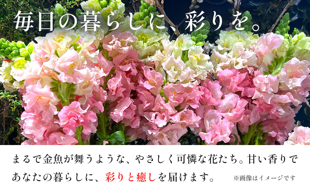 【先行予約・限定5セット・11月中旬～3月下旬配送】キンギョソウ（20本前後）