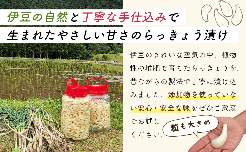 (数量限定） 伊豆 天城農園 青い鳥 らっきょうの甘酢漬け 130g×4パック【無添加 減塩 らっきょう 数量限定 】015-008