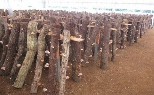 044-001　原木栽培の乾しいたけ・生しいたけ・しいたけ狩りセット