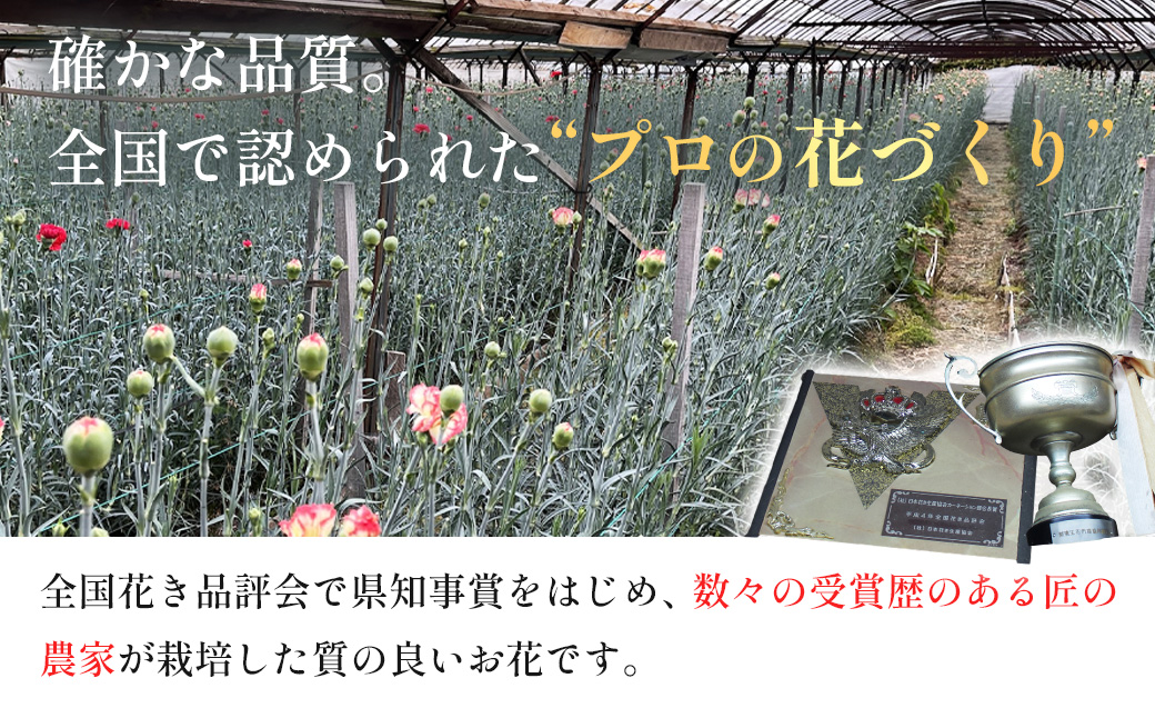 【先行予約・限定5セット・11月中旬～3月下旬配送】キンギョソウ（20本前後）