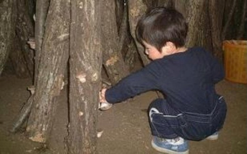 044-001　原木栽培の乾しいたけ・生しいたけ・しいたけ狩りセット