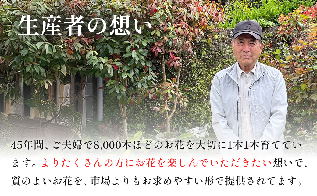 【先行予約・限定5セット・11月中旬～3月下旬配送】キンギョソウ（20本前後）