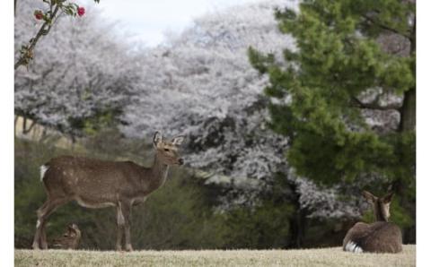 修善寺カントリークラブゴルフプレー券【平日１組（４名まで）プレー券】　090-001
