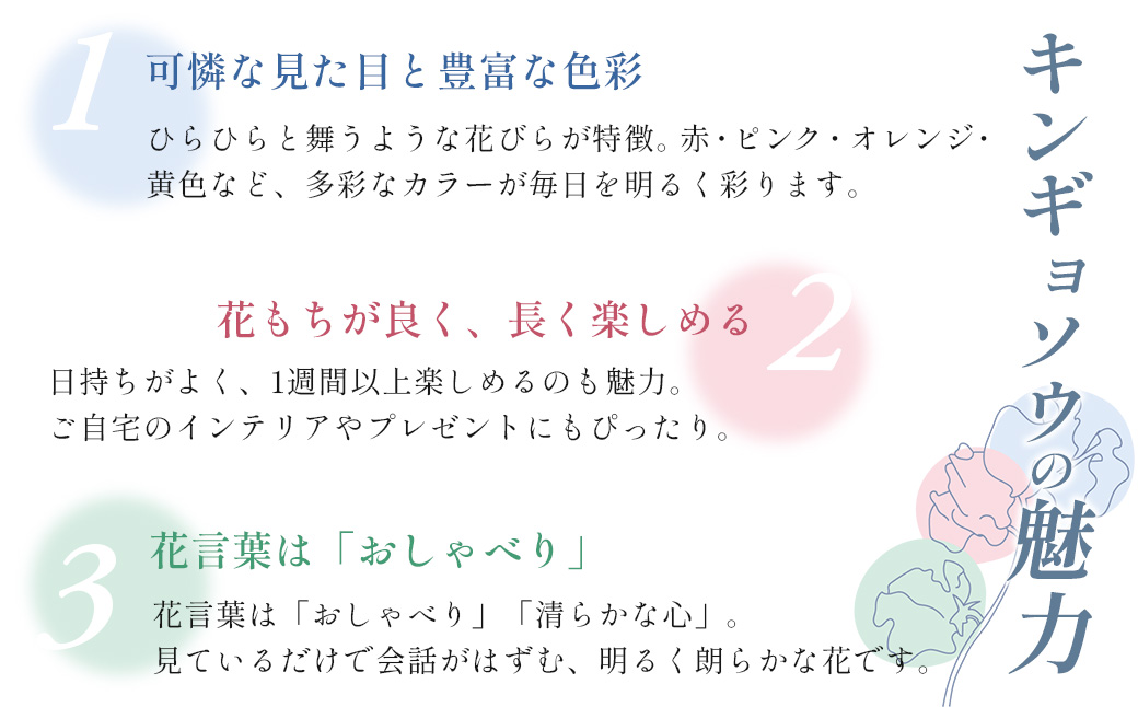 【先行予約・限定5セット・11月中旬～3月下旬配送】キンギョソウ（20本前後）