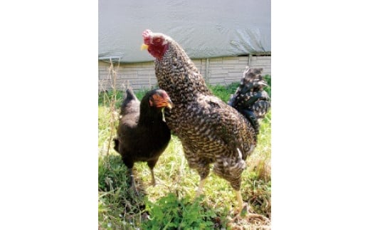 037-002　天城軍鶏一羽まるまるセット