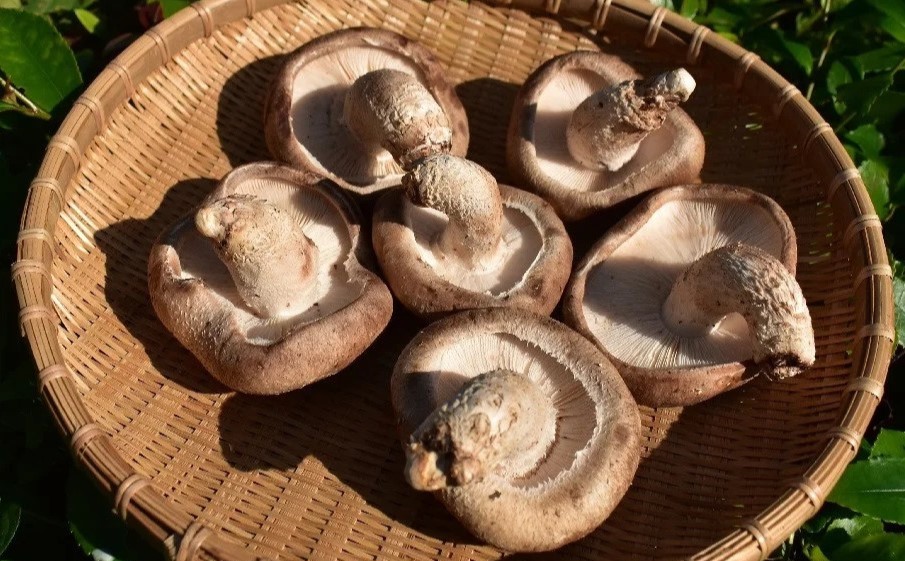 044-001　原木栽培の乾しいたけ・生しいたけ・しいたけ狩りセット