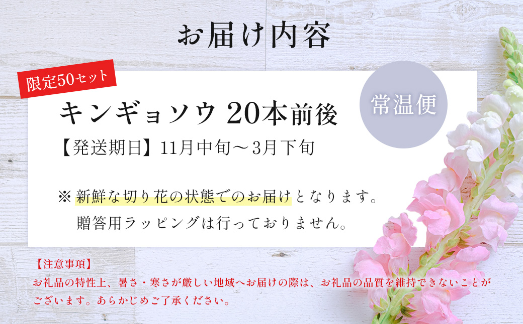 【先行予約・限定5セット・11月中旬～3月下旬配送】キンギョソウ（20本前後）