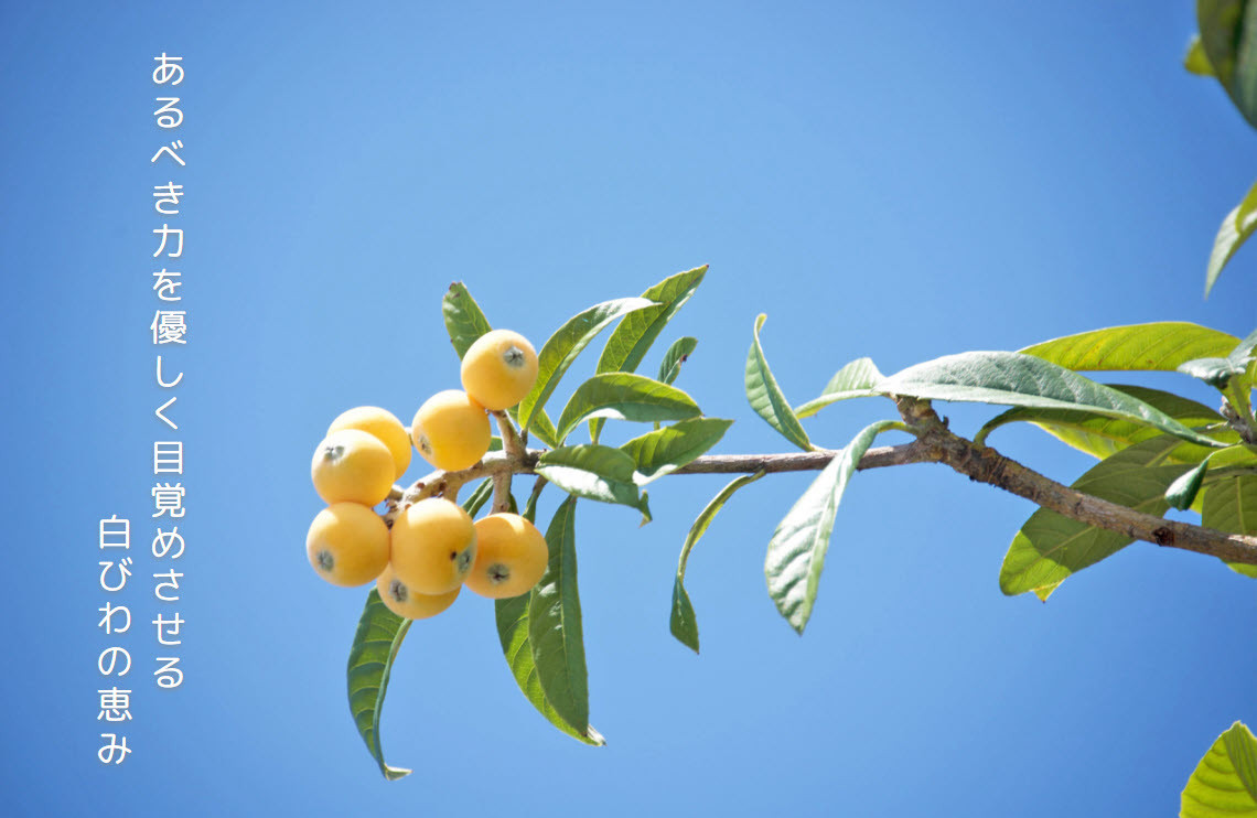 【自然療法 サロンミモザ】 しっとり うるツヤ肌 白びわ葉エキス配合 ほわっと びわ オイル １本（１００ml）