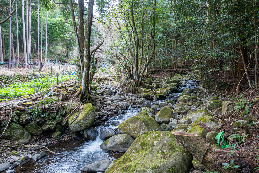 B-058　わさび田の渓流育ち「天城のあまご」を食べ尽くす特別メニューお食事券（2名様）