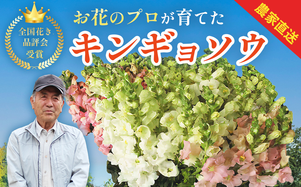 【先行予約・限定5セット・11月中旬～3月下旬配送】キンギョソウ（20本前後）