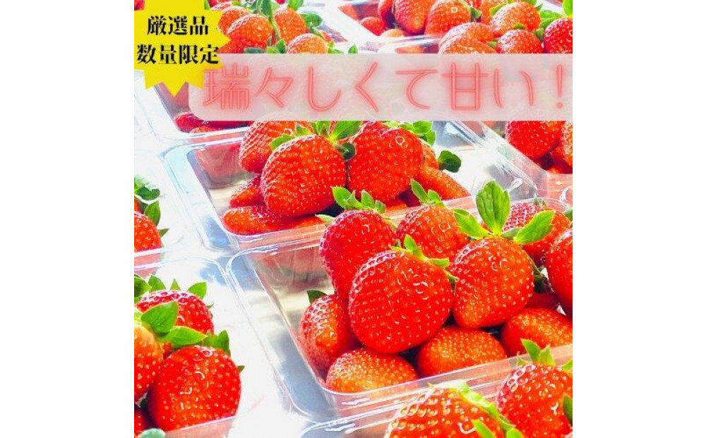 【訳あり】《限定2月発送》  朝採り同日出荷 イチゴ　御前崎産かおり野　訳あり徳用 1.3kg｜フルーツ 果物 くだもの 果実 おやつ デザート 静岡