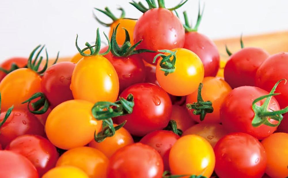 【先行受付 2025年12月発送】トマトが苦手な子でも食べれちゃう！高糖度 完熟フルーツトマトとミニトマトの食べくらべセット　1.2kg こだわりの減農薬  糖度8～13度 リピーター多数 大容量 コスパ 新鮮  人にも地球にも優しいトマト