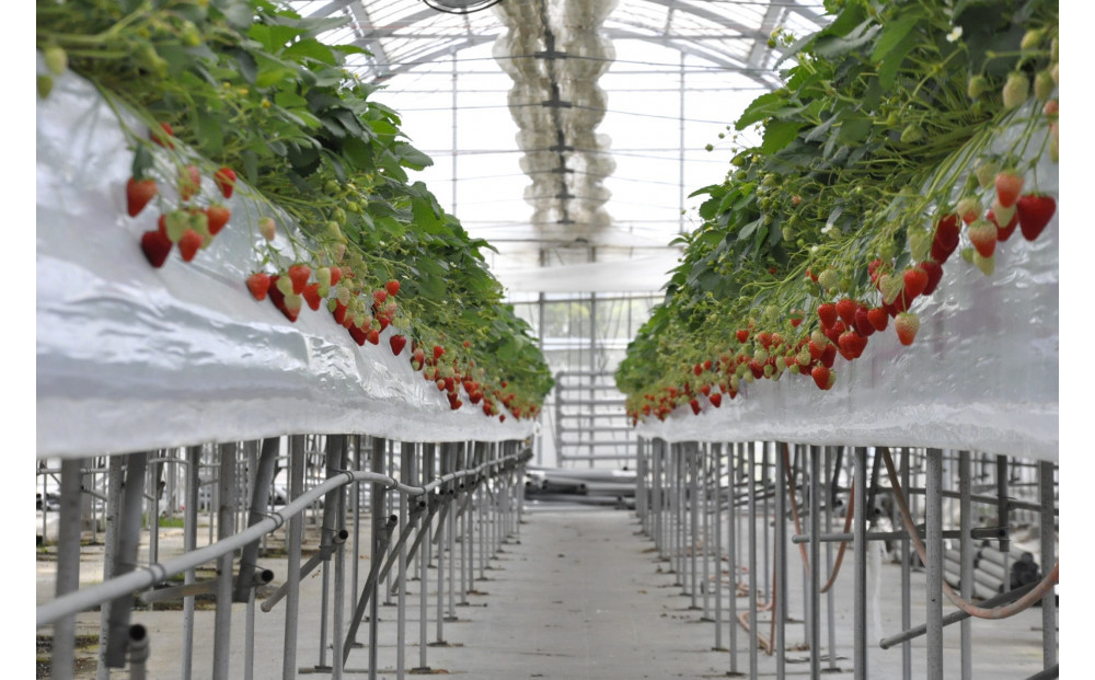 ◆先行予約　令和8年1月より順次発送◆静岡県産紅ほっぺ（約260g×4パック）JA遠州夢咲