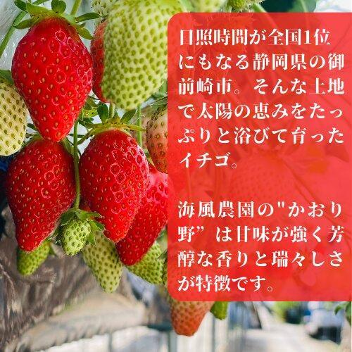 《限定4月発送》  朝採り同日出荷 イチゴ　御前崎産かおり野　訳あり徳用 1.3kg