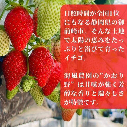 《限定2月発送》朝採り同日出荷 イチゴ　御前崎産かおり野　1kg(250g×4パック)